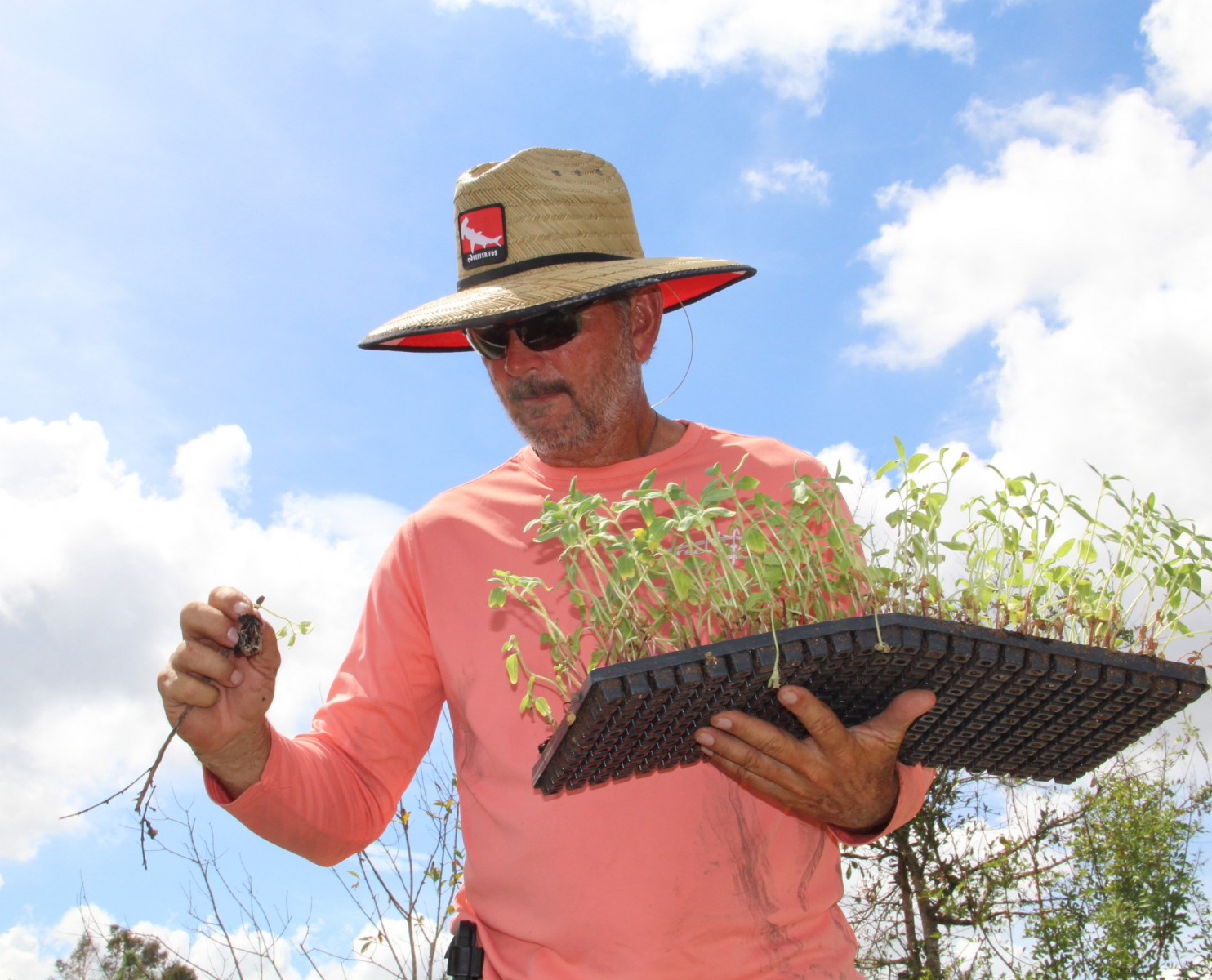 A man in a straw hat holds a tray of seedlings in one hand and a seedling in the other hand as he replants crops destroyed by Hurricane Ian.